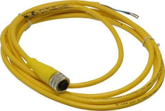 Brad Harrison - 4 Amp, M12 Female Straight to Pigtail Cordset Sensor and Receptacle - 250 VAC/VDC, 2m Cable Length, IP67 Ingress Rating - Americas Industrial Supply