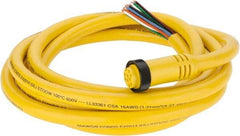Brad Harrison - 7 Amp, Female Straight to Pigtail Cordset Sensor and Receptacle - 600 Volt, 3.66m Cable Length, IP67 Ingress Rating - Americas Industrial Supply